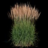 Karl Foerster Feather Reed Grass