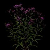 Tall Ironweed