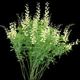 A1T-011 Cream Wild Indigo