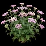 Pink Grapefruit Yarrow