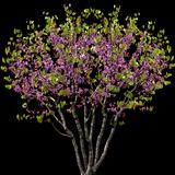 Western Redbud