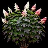 Ruby Slippers Oakleaf Hydrangea