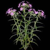 Prairie Phlox