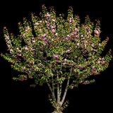 Japanese Flowering Cherry