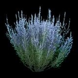 Blue Jean Baby Russian Sage