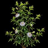 Purple Passionflower