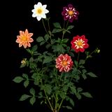 Dahlia