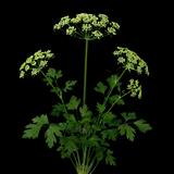 Italian Parsley