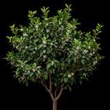 Meyer Lemon