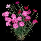 Hardy Carnation