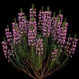 December Red Winter Heath