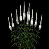Culver's root