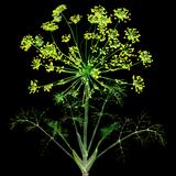 Fennel