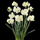 Erlicheer Daffodil