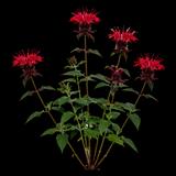Raspberry Mint Bee Balm