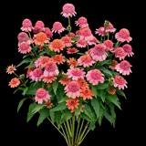 Double Dipped Rainbow Sherbet Coneflower