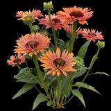 Echinacea purpurea Sunseekers Rainbow