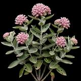 Showy Milkweed