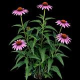 Purple Coneflower Echinacea