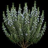 Arp Rosemary