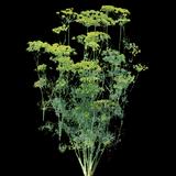 Bouquet Dill