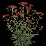 Red Velvet Yarrow