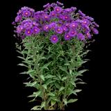 New England Aster