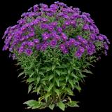 Purple Dome New England Aster
