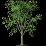 Winged Elm