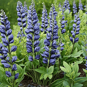 Baptisia australis 'Blueberry Sundae'