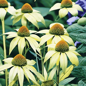 Echinacea purpurea 'Sunrise'