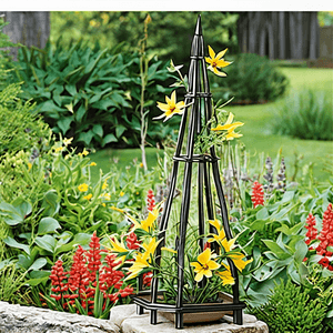 Rudbeckia hirta 'Metropolitan Folding Tuteur'