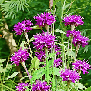 Monarda didyma 'Scorpion'