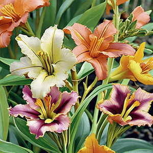 Hemerocallis null 'Our Choice'