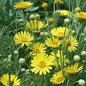 Anthemis tinctoria 'Kelwayii'