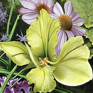 Hemerocallis fulva 'Irish Envy'