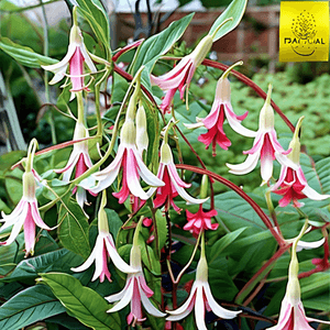 Fuchsia x hybrida 'Galfrey Lye'