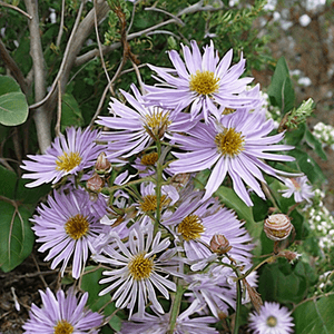 Climbing Aster