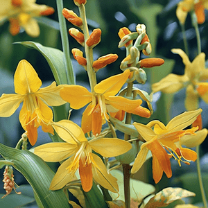 Crocosmia lucifer 'John Boots'