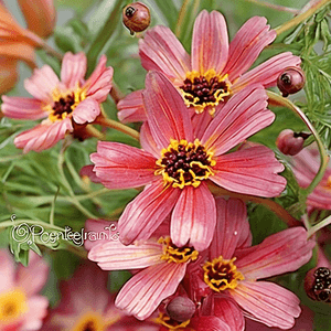 Coreopsis tinctoria 'Tahitian Sunset'