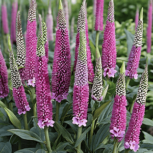 Veronica spicata 'Pink Potion'