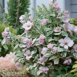 Hibiscus syriacus 'Sugar Tip'