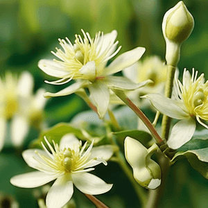 Clematis vitalba 'Minister'