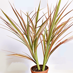 Dracaena fragrans 'Colorama'