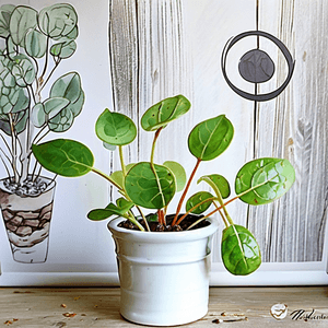 Pilea peperomioides 'Tumbling Bunnies'
