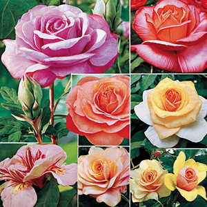 Rosa x hybrida 'Our Choice Jumbo'