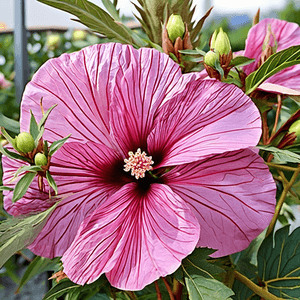 Hibiscus moscheutos 'Candy Crush'