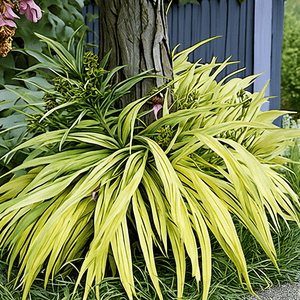 Hakonechloa macra 'All Gold'