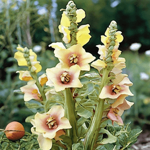 Verbascum thapsus 'Caribbean Crush'