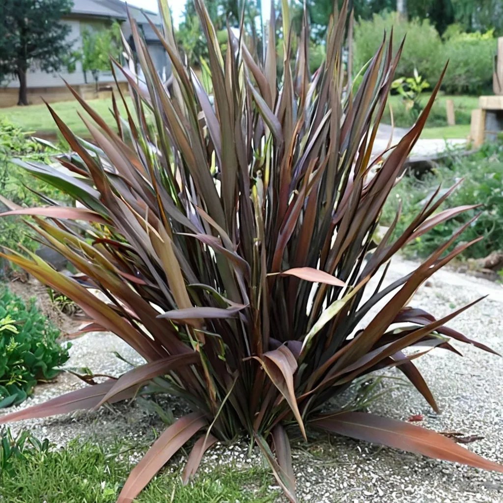 Phormium tenax 'Atropurpureum'